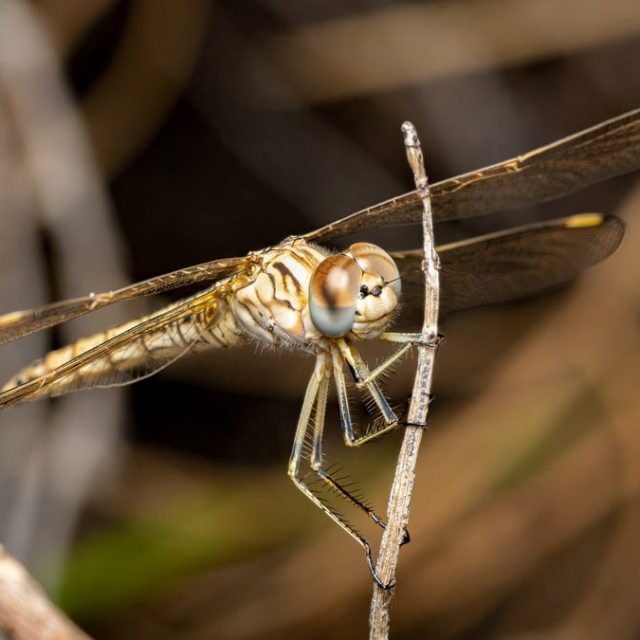 Detailed macro shot of a dragonfly resting on a branch, showcasing its compound eyes and transparent wings.